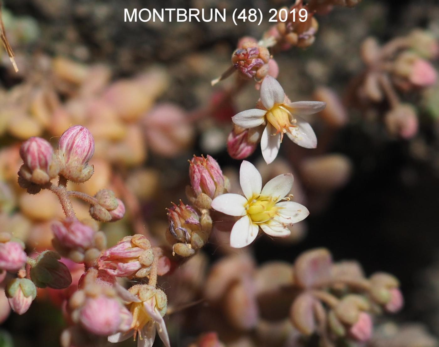 Stonecrop, Thick-leaved flower